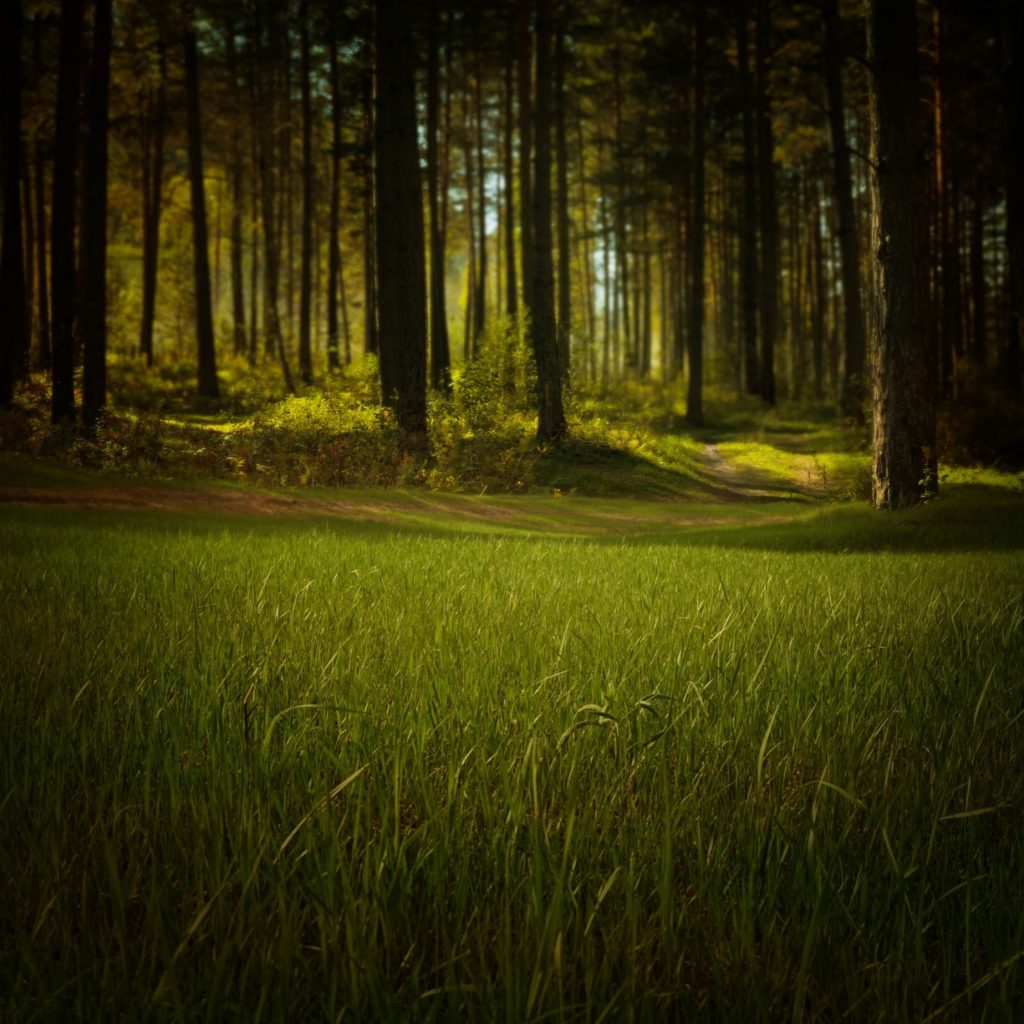 A Grass Field In The Forest Whatsapp Dp Image