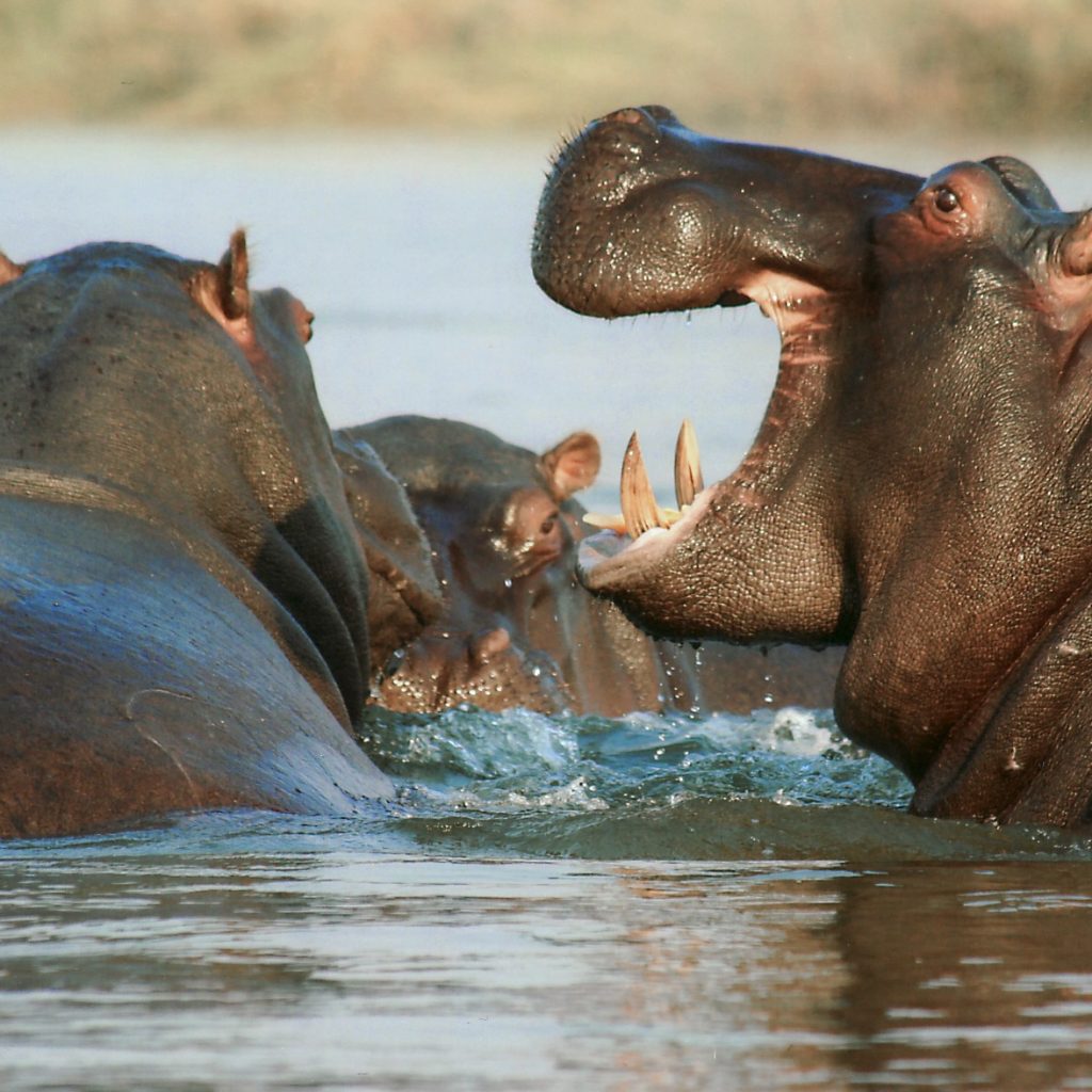 A Hippopotamus Family Enjoying In River Whatsapp Dp Image