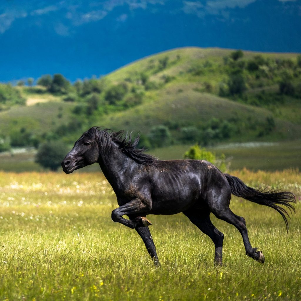 A Horse Standing In The Grass Field Whatsapp Dp Image