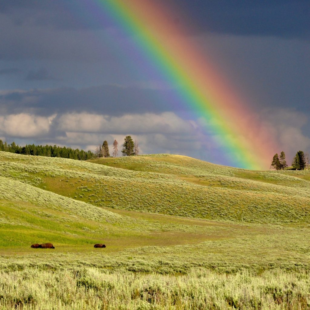 A Rainbow In The Grass Field Whatsapp Dp Image