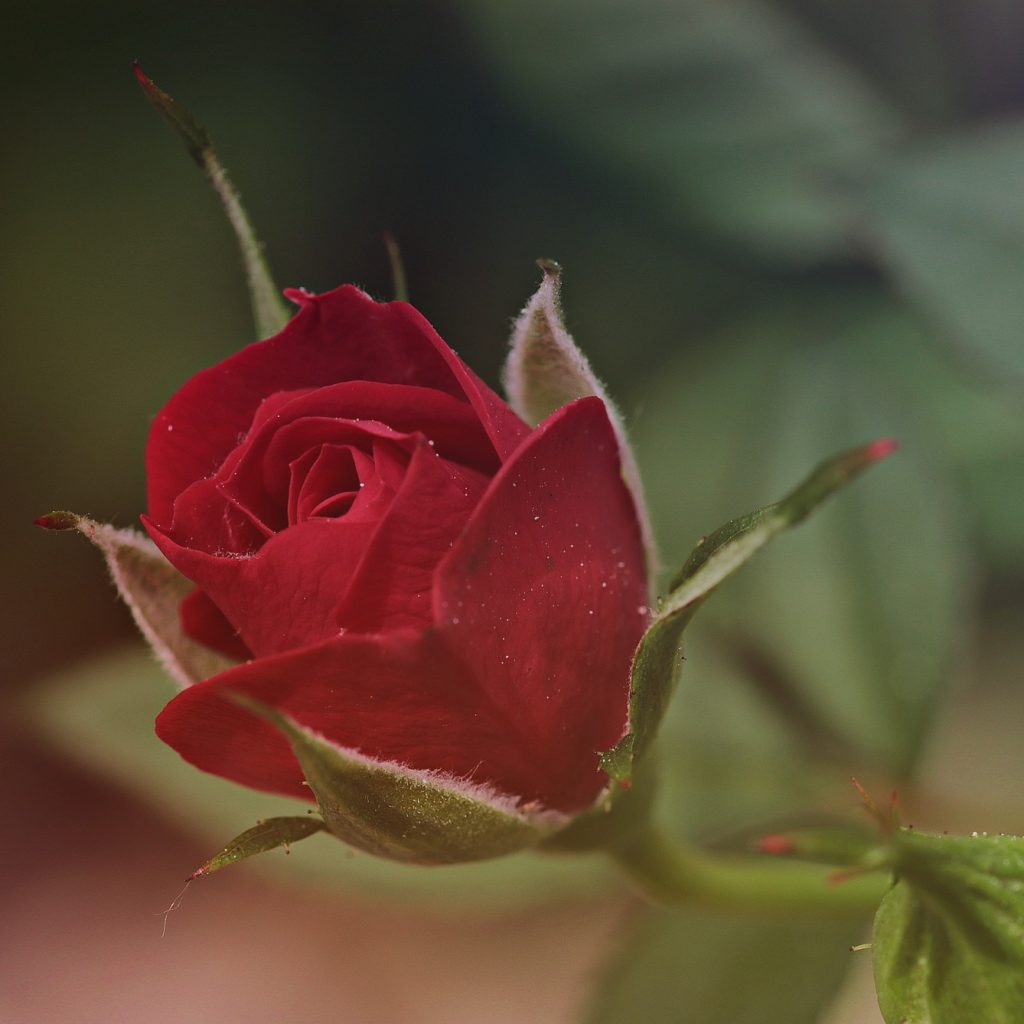 A Rose Flower Just Bringing Up Whatsapp Dp Image