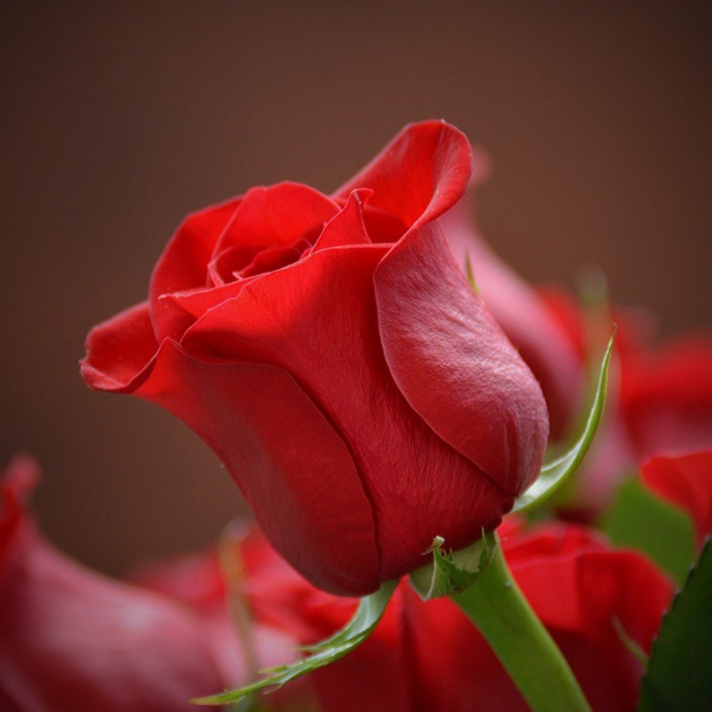 A Rose Flower Without Leaves Whatsapp Dp Image