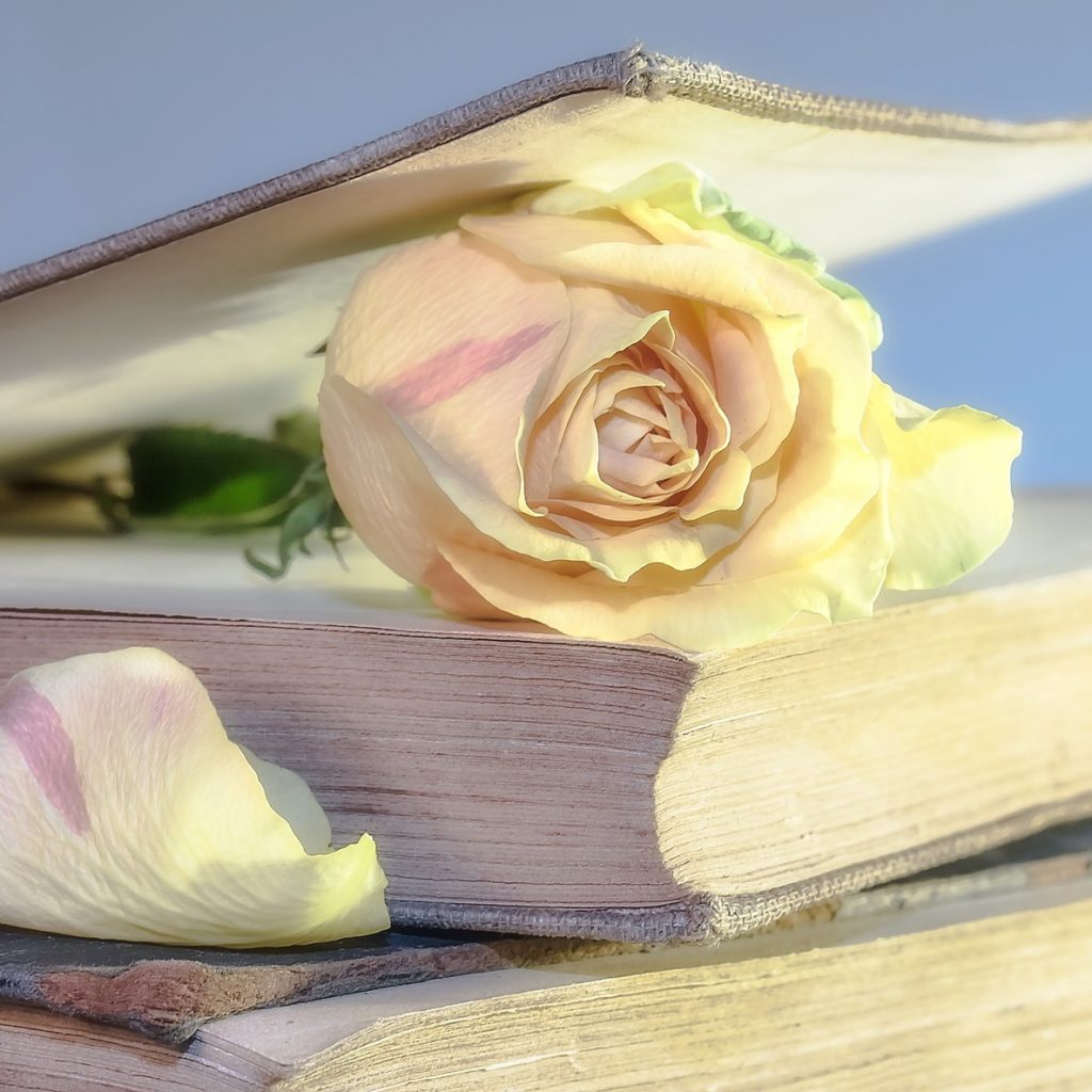 A Rose In The Book Whatsapp Dp Image