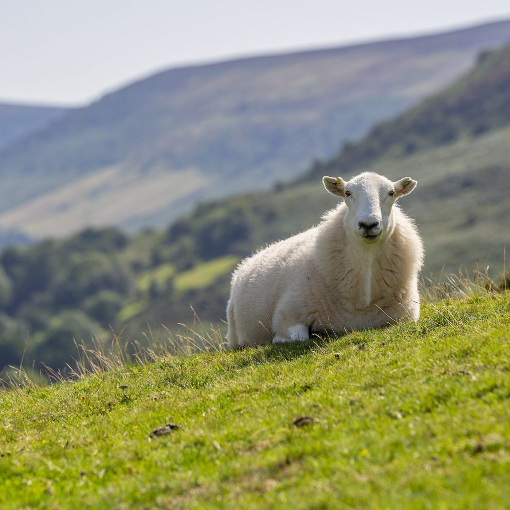 A Sheep Enjoying Summer Sleeping On Grassland Whatsapp Dp Image