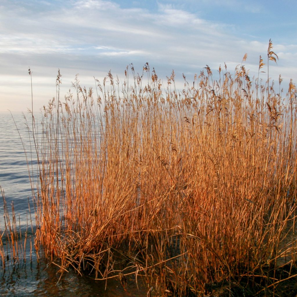 A Sleet lake reeds nature whatsapp dp image