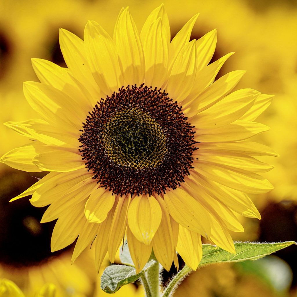 A Sunflower Field In Summer Whatsapp Dp Image