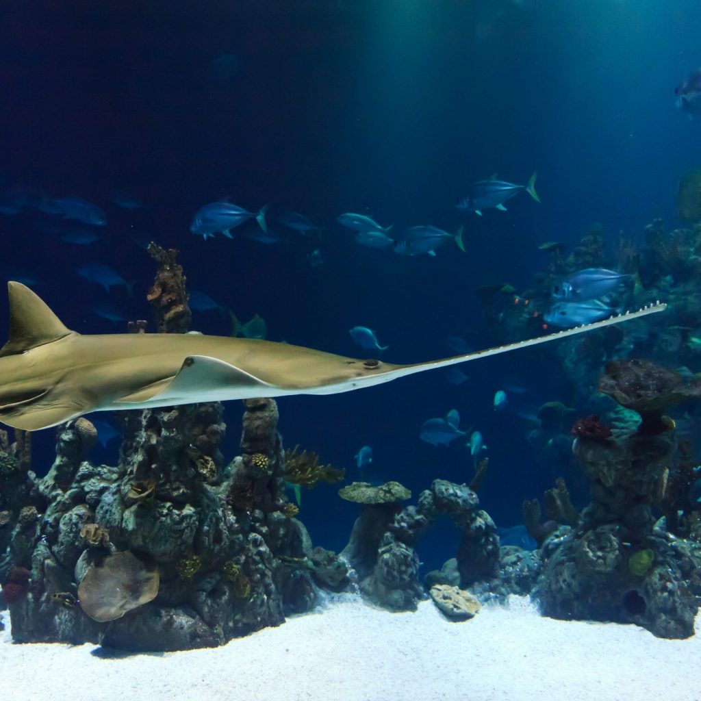 A Swordfish In Deep Ocean Water Whatsapp Dp Image