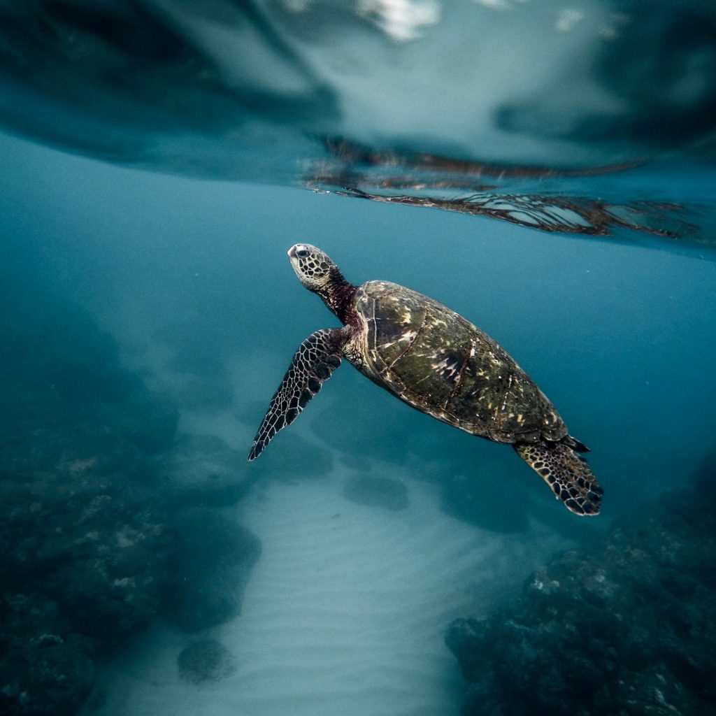 A Turtles In The Ocean Water Whatsapp Dp Image