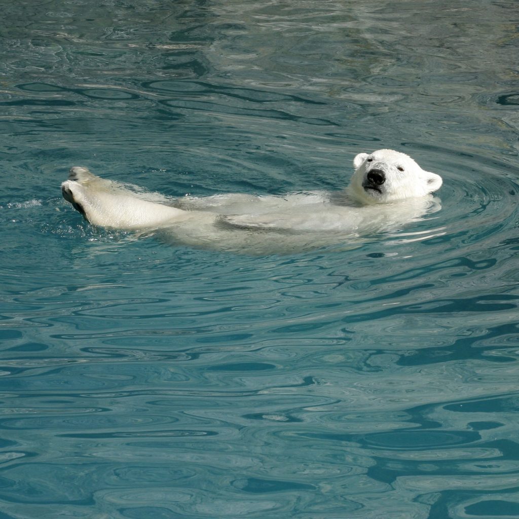 A White Bear Enjoy Ocean Water Whatsapp Dp Image