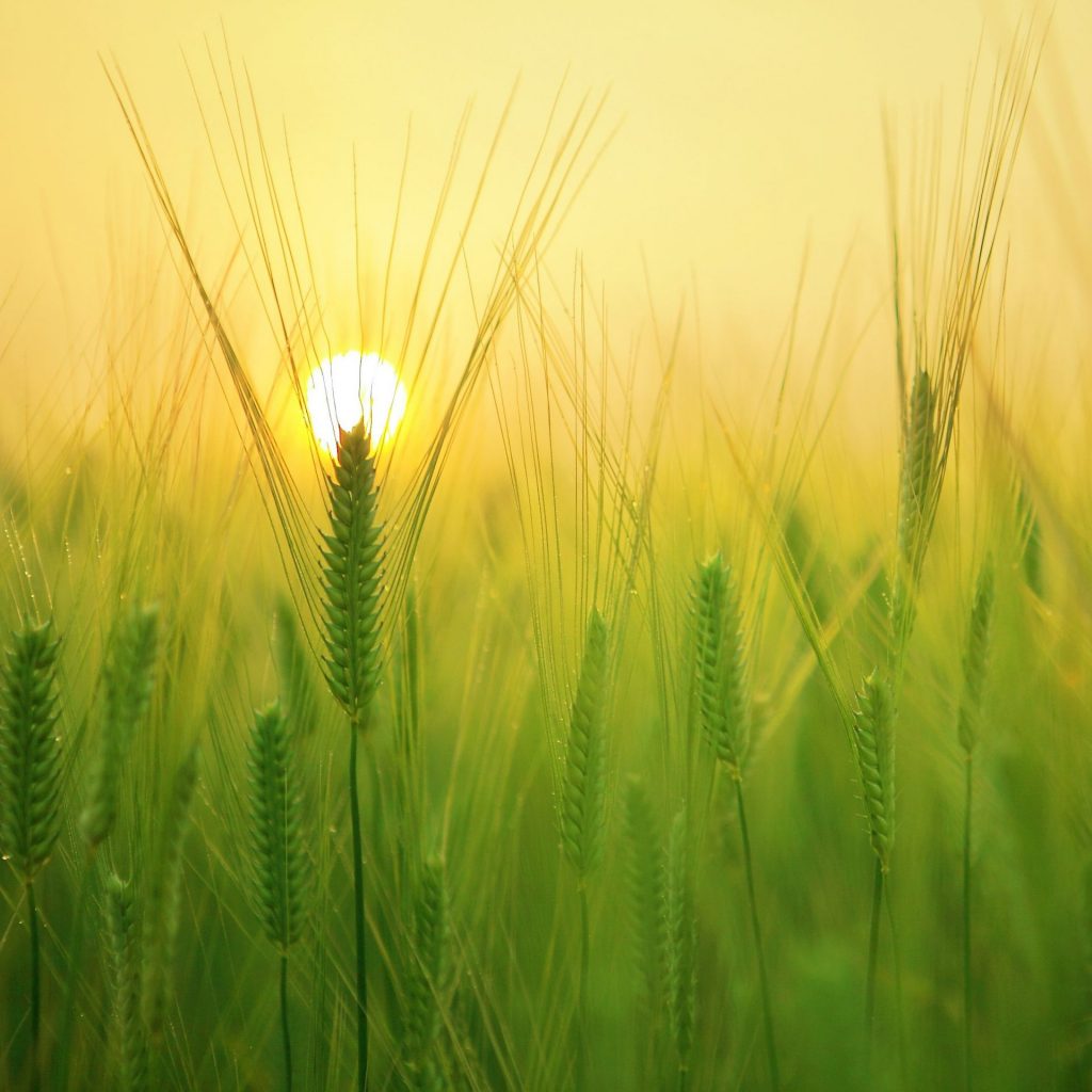 A barley field whatsapp dp image