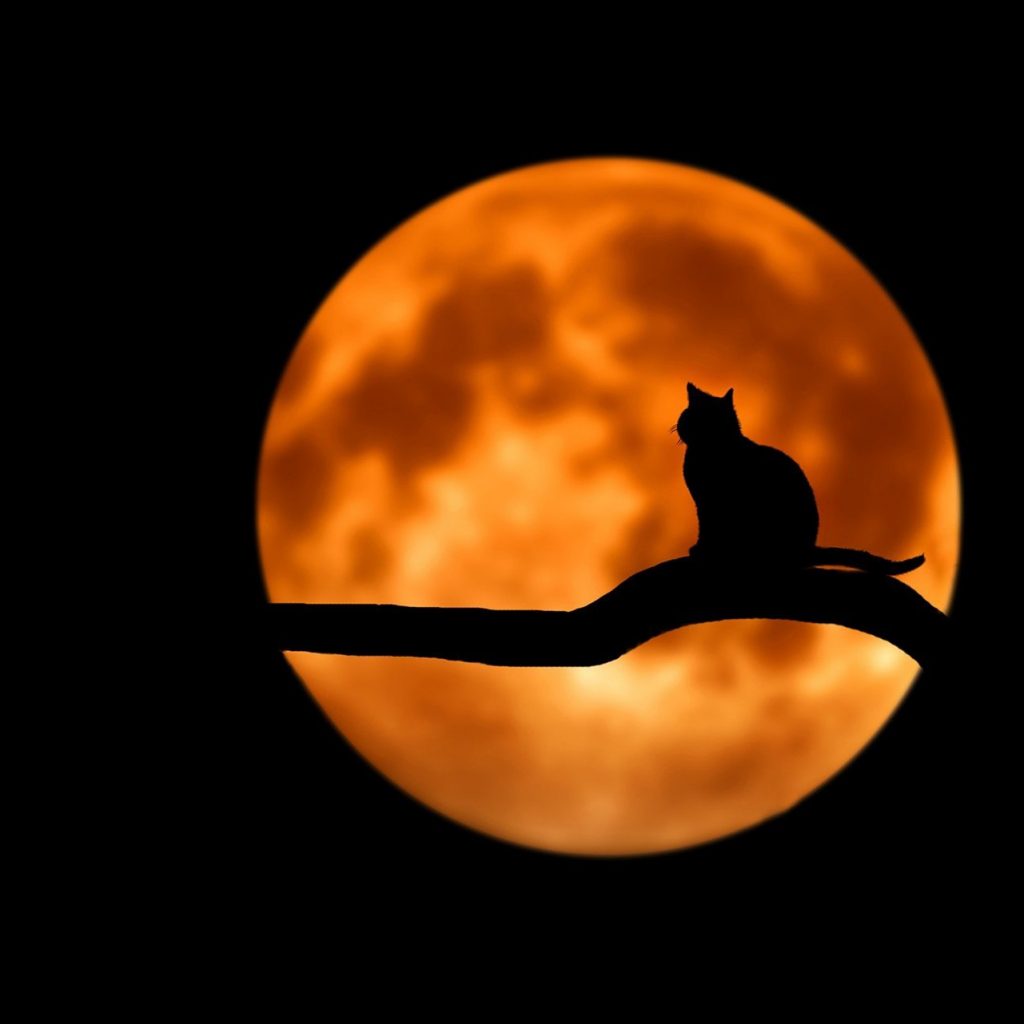 A cat enjoy red moonlight sitting on a tree whatsapp dp image