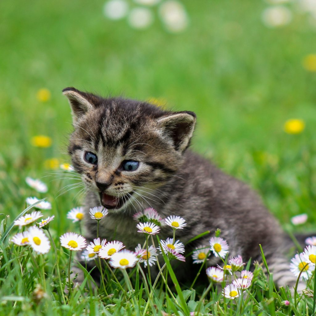 A cat play in Flowers ground whatsapp dp image