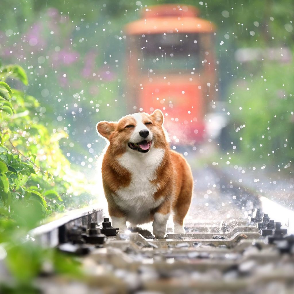 A dog enjoy the rain whatsapp dp image