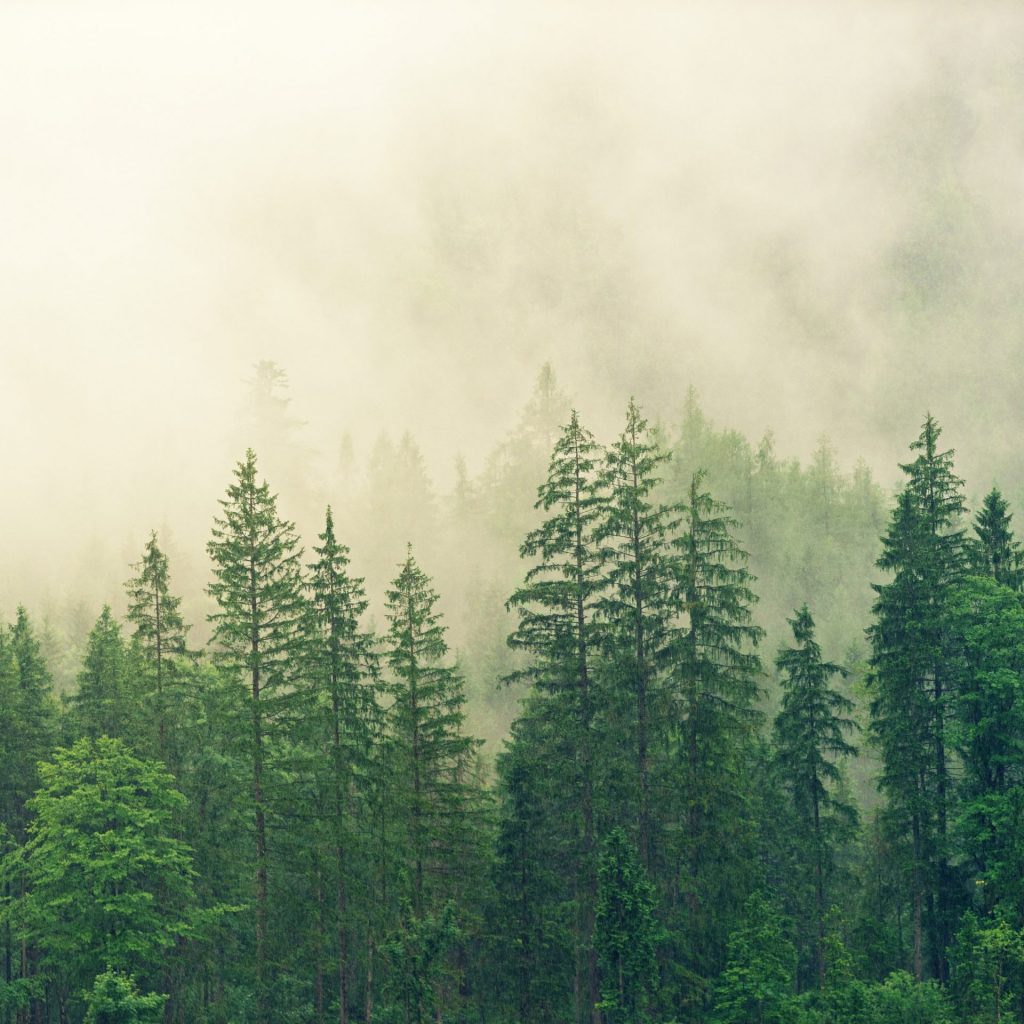A forest full with clouds whatsapp dp image