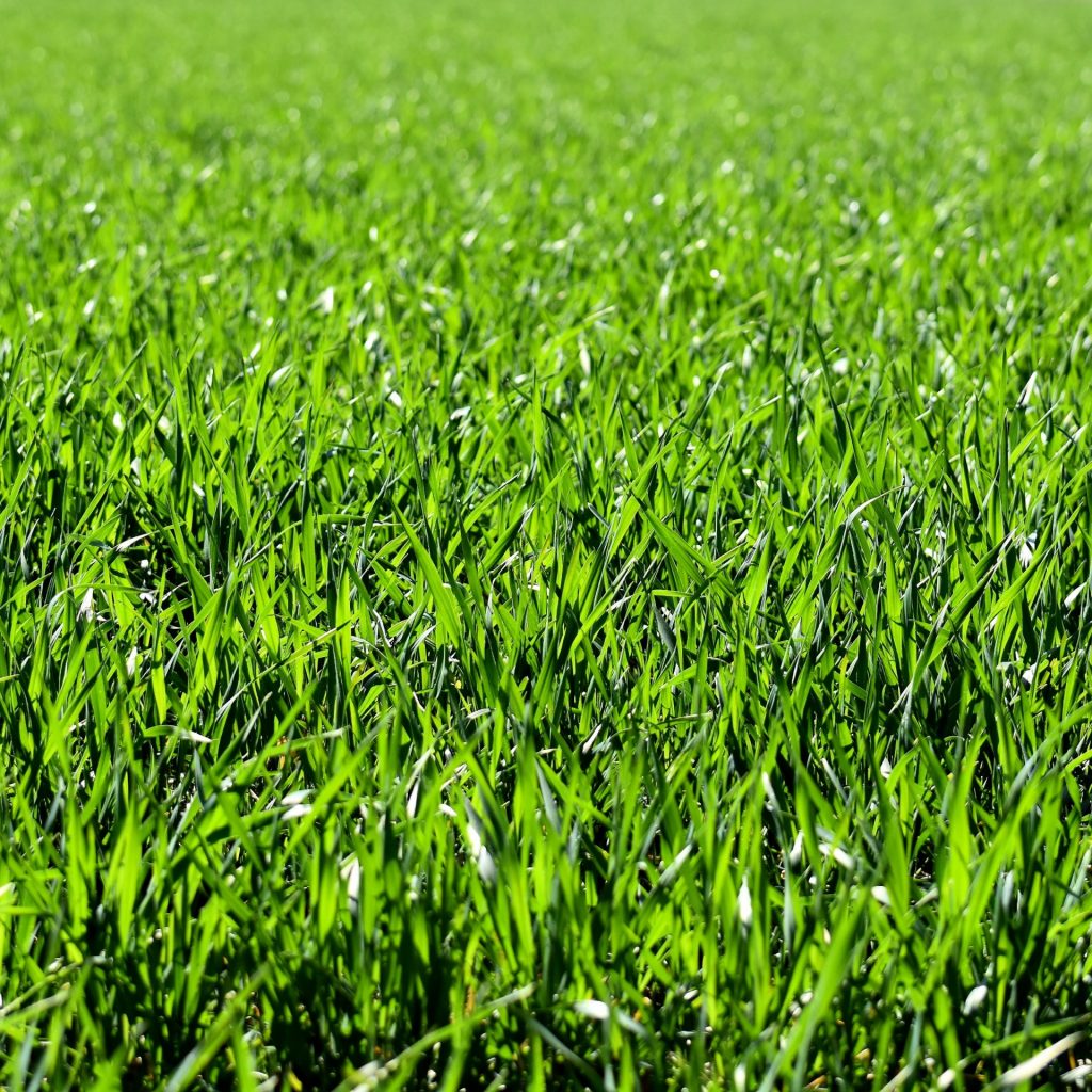 A grass field whatsapp dp image