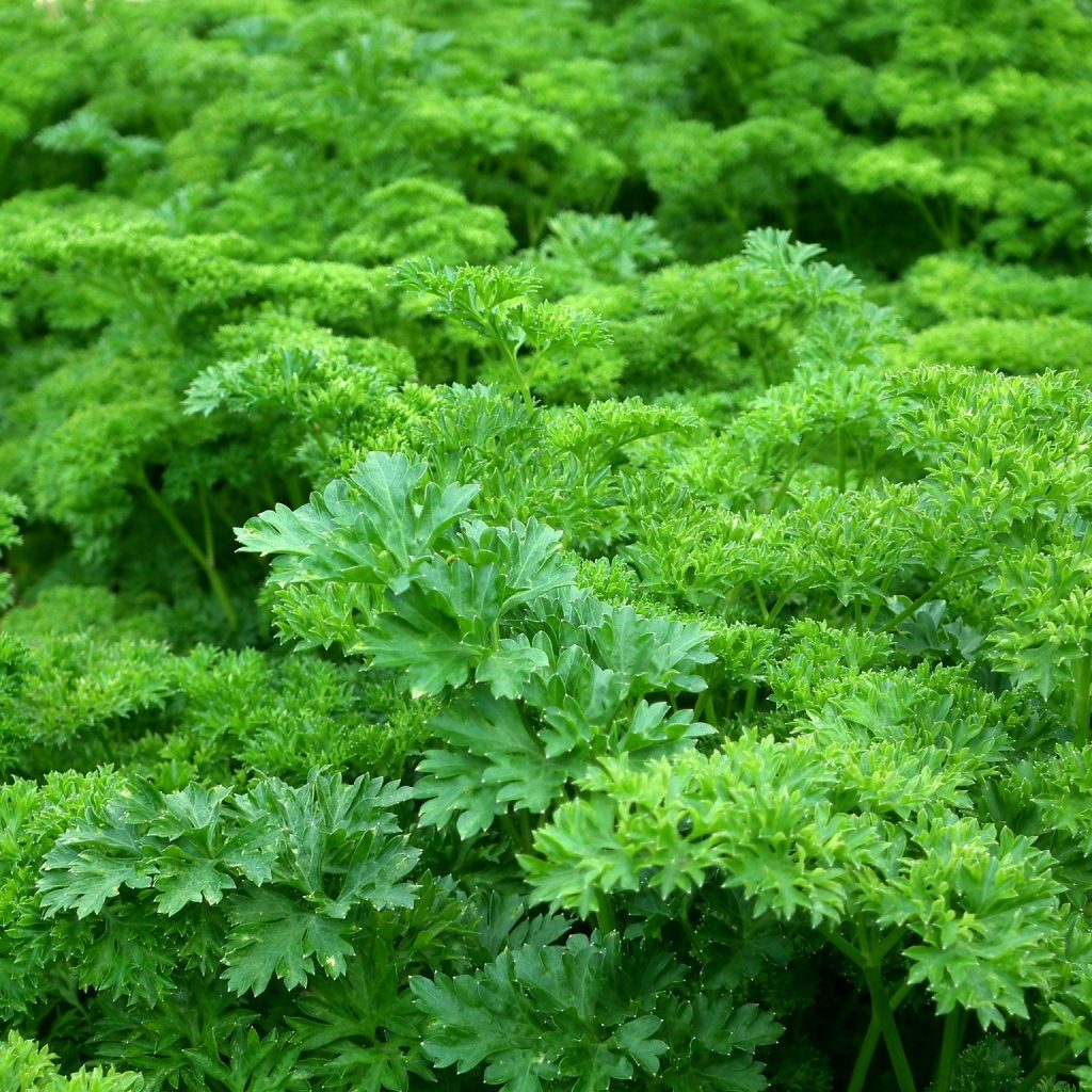 A parsley leaves in the rainy season whatsapp dp image