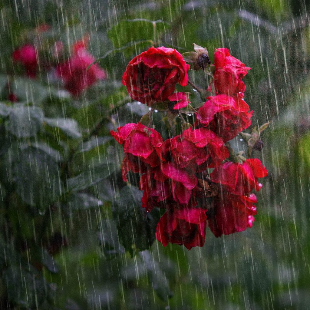 A rose tree in the heavy rain whatsapp dp image