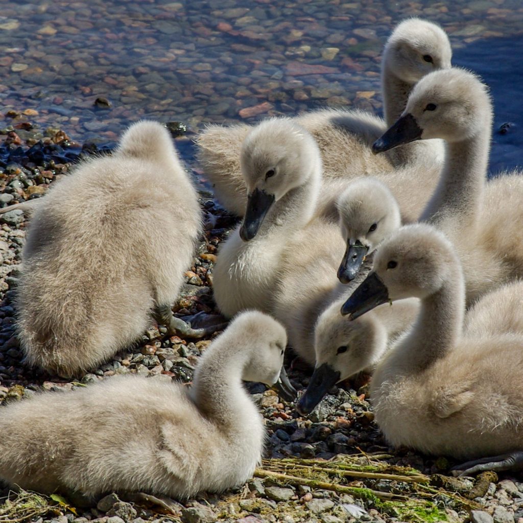 A swan little group enjoy sunlight in the river side
