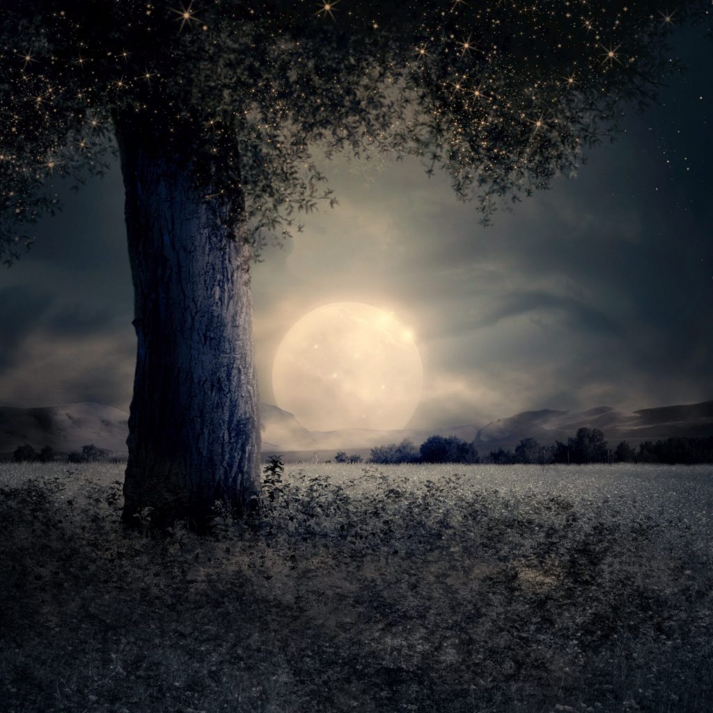 A tree in moonlight whatsapp dp image