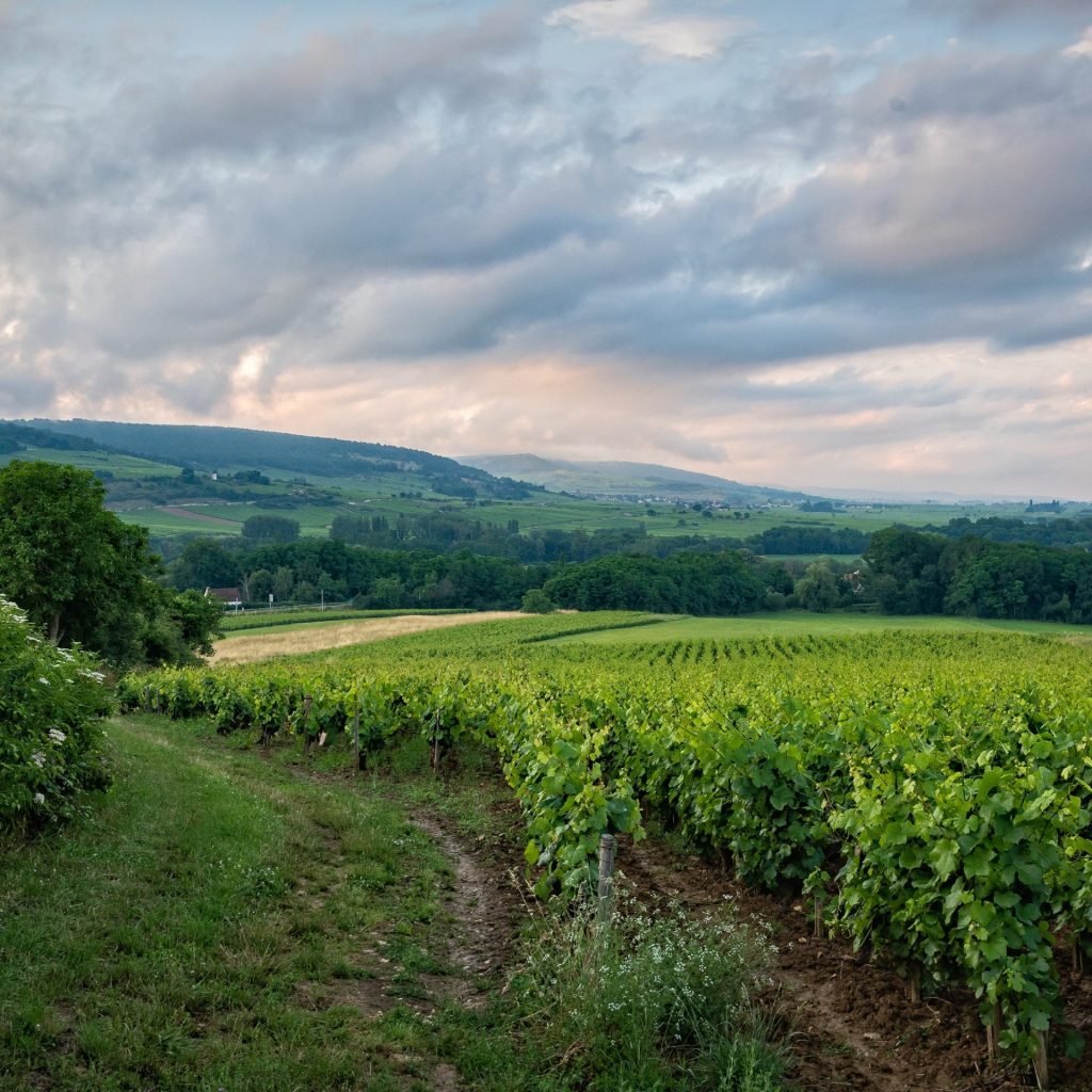 A vineyard field in sunset whatsapp dp image