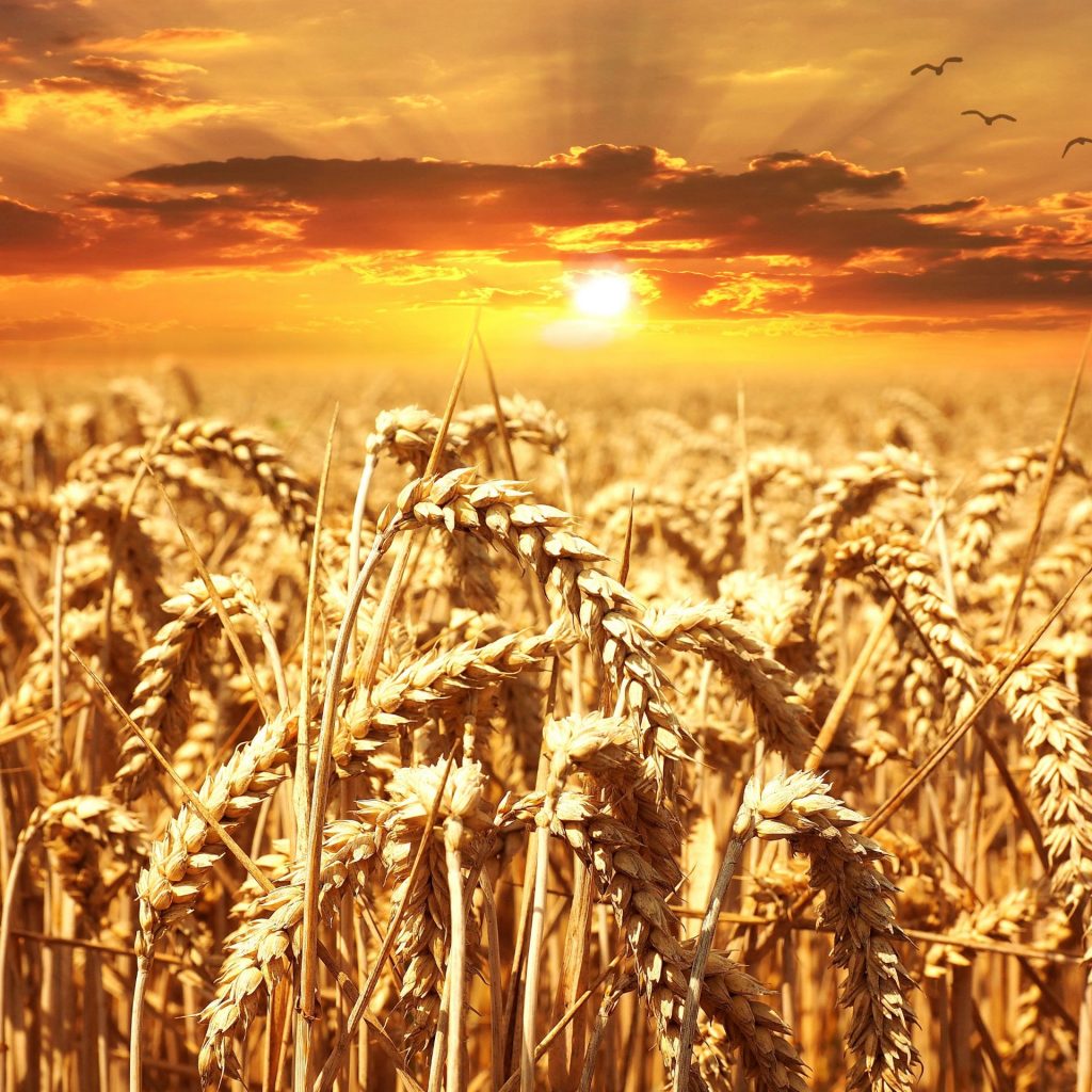 A wheat field whatsapp dp image