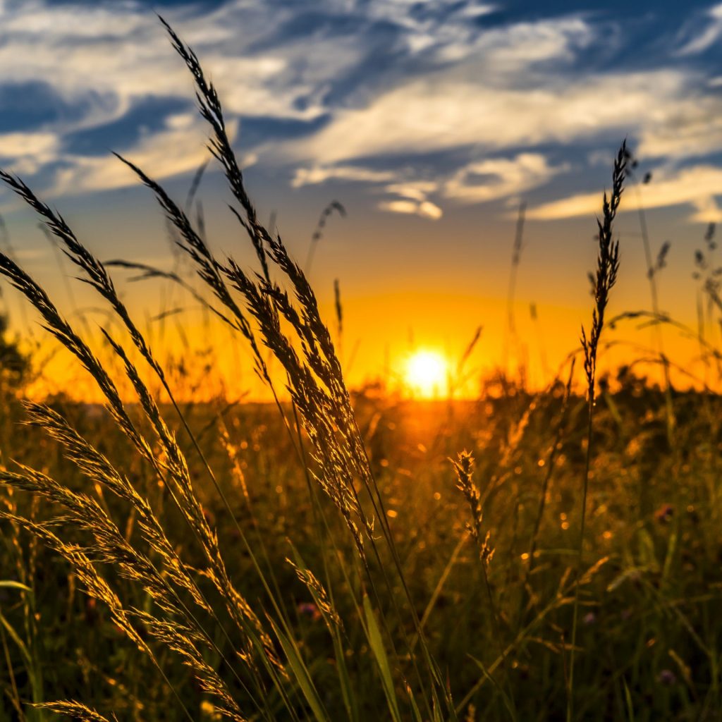 A wheat field with sunrise whatsapp dp image