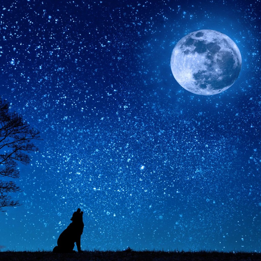 A wolf enjoy moon stars whatsapp dp image