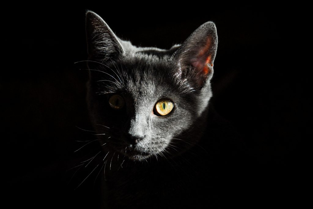 Black Cat face for dp 19