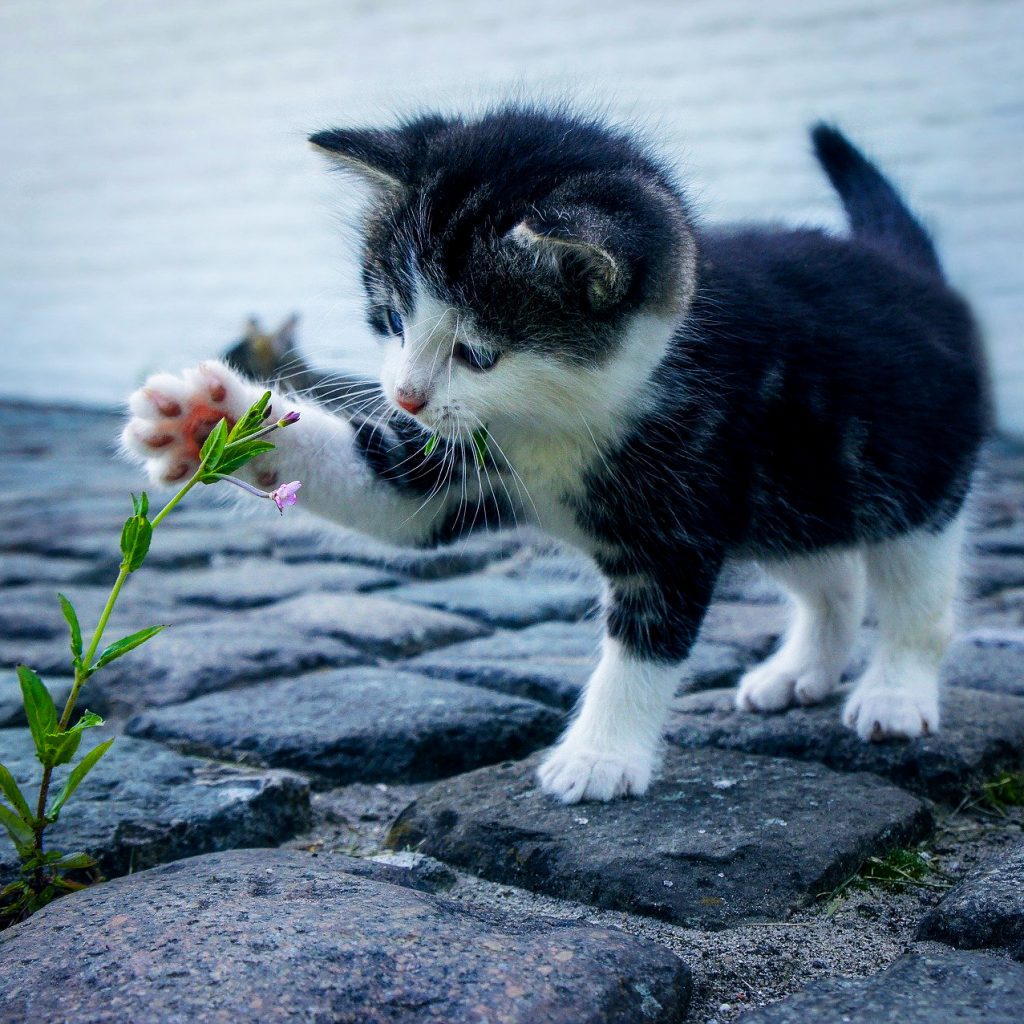 Black cat see a flower image