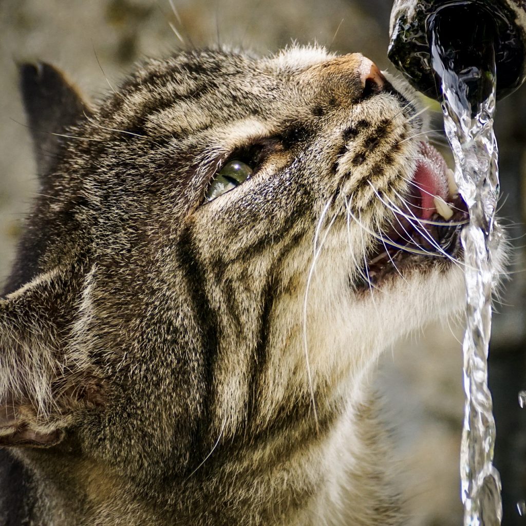 Cat Drinking water