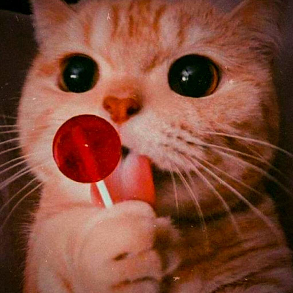 Cat eating lolipop image
