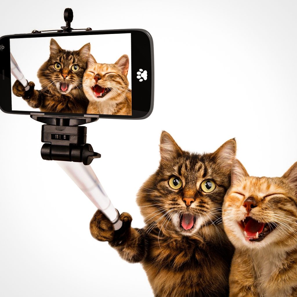 Cute cat selfie image