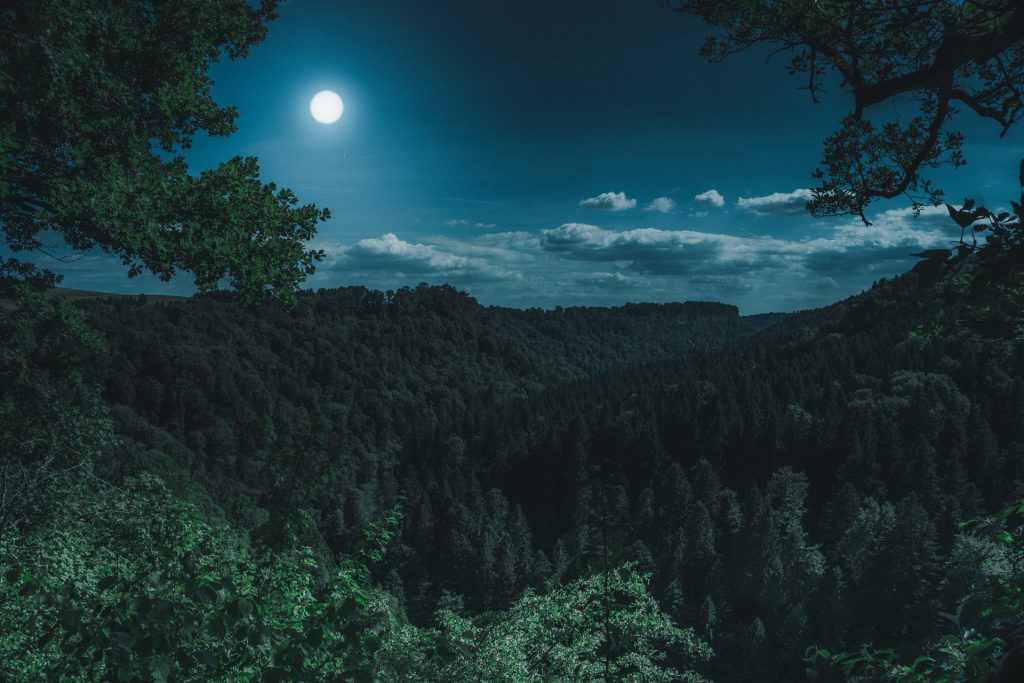 Forest in moonlight whatsapp dp image