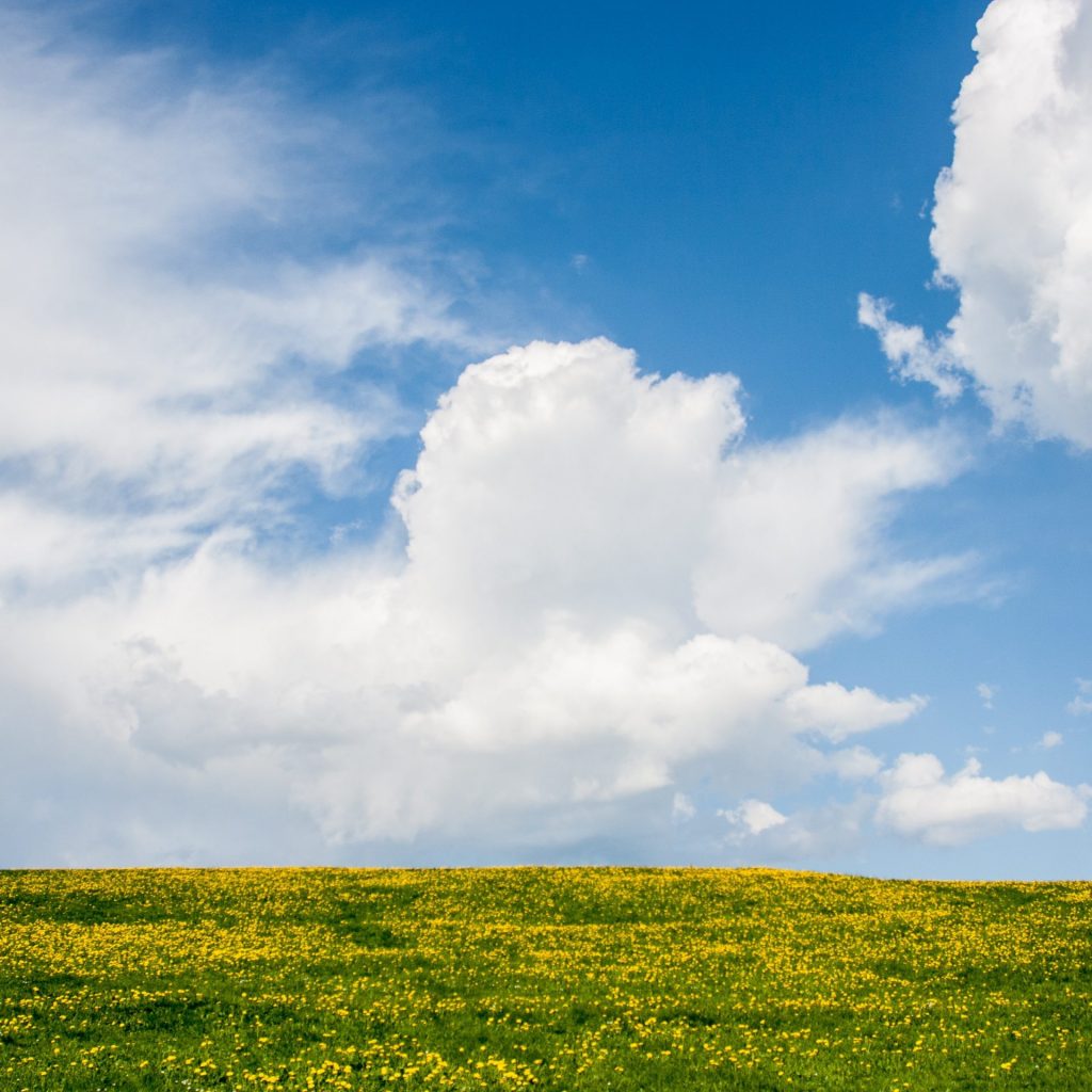 Grass Field With Blue Sky Whatsapp Dp Image