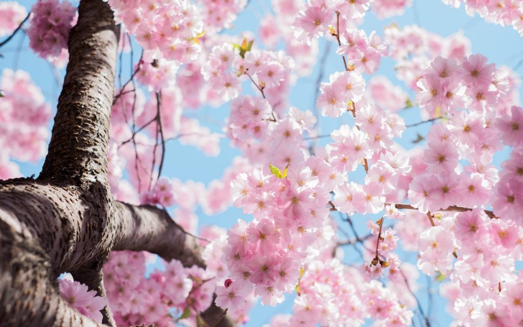 In Spring Season Japanese Cherry Blossom Whatsapp Dp Image