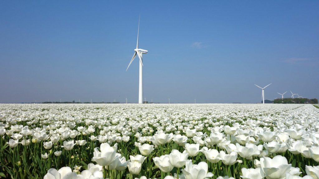 In Spring Season Wind Mill With Tulibs Bulbs Tree Whatsapp Dp Image