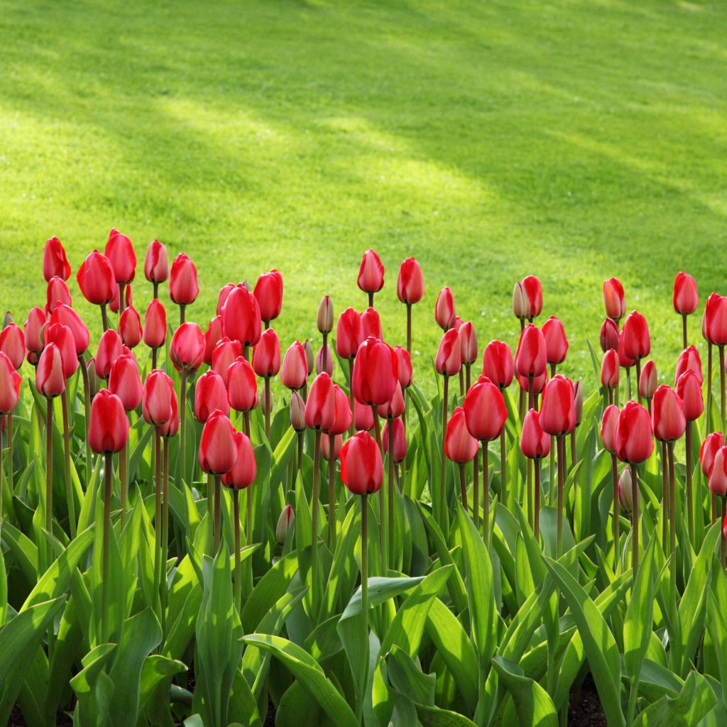 In The Grass Field Have Tulips Tree Whatsapp Dp Image