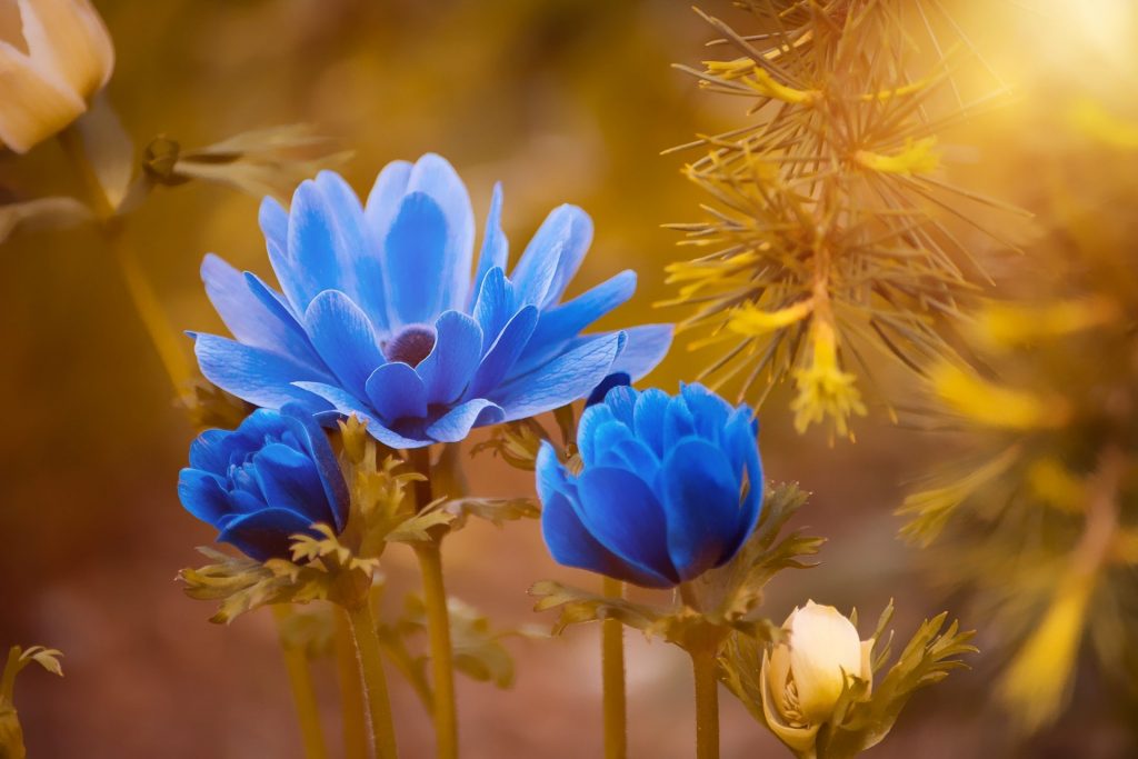 In The Spring Season Anemone Blue Flower Whatsapp Dp Image