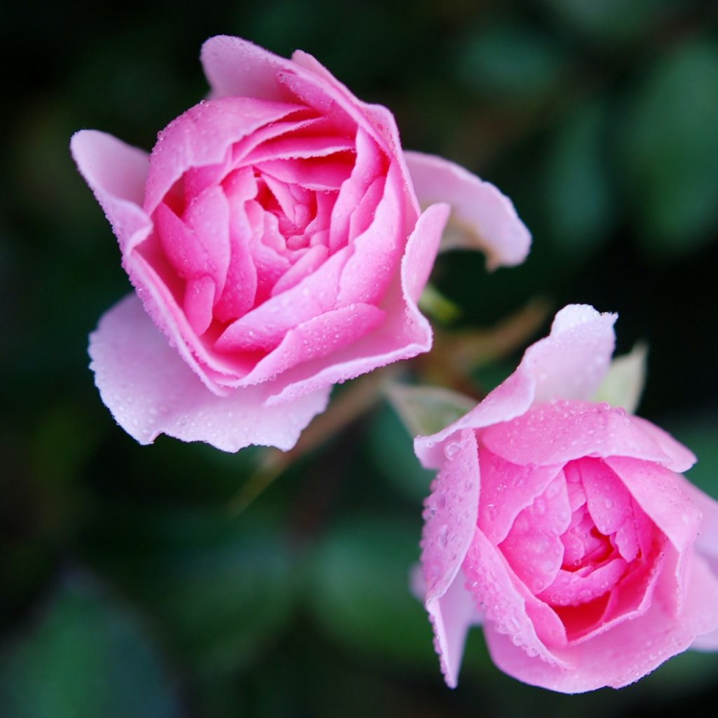 Pink Roses Whatsapp Dp Image