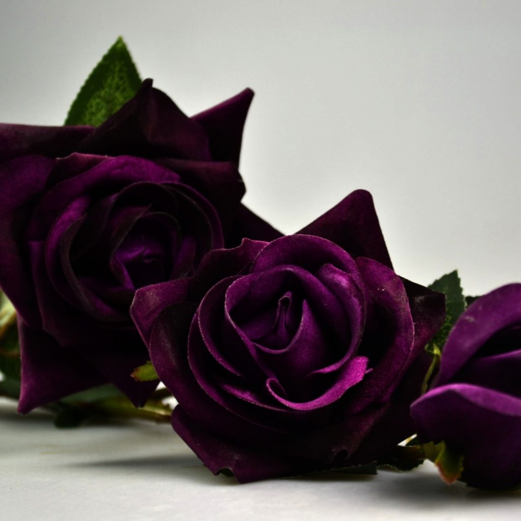Purple Rose Whatsapp Dp Image