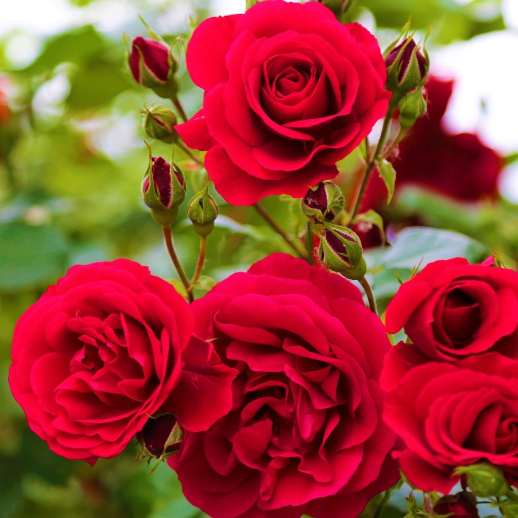 Red Roses Park Whatsapp Dp Image