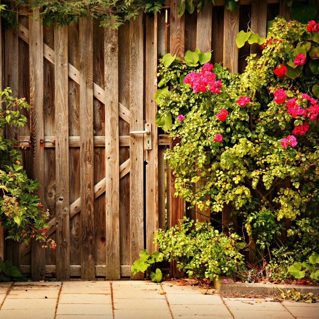 Roses Tree On Wooden Gate Whatsapp Dp Image