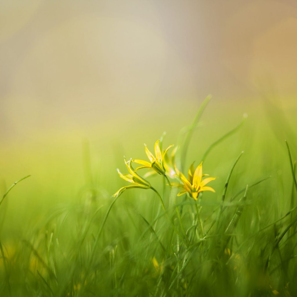 Small Flower Tree In The Grass Field Whatsapp Dp Image