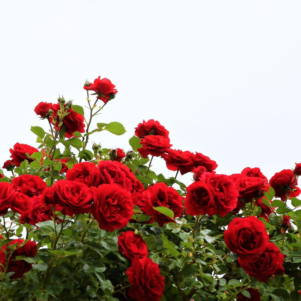 Small Red Roses Whatsapp Dp Image