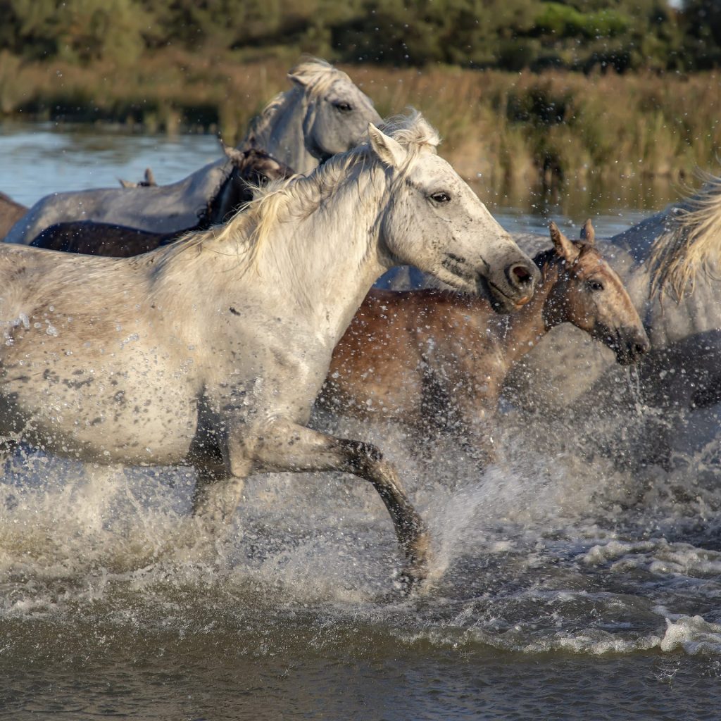 Some Horses Running In The River Whatsapp Dp Image