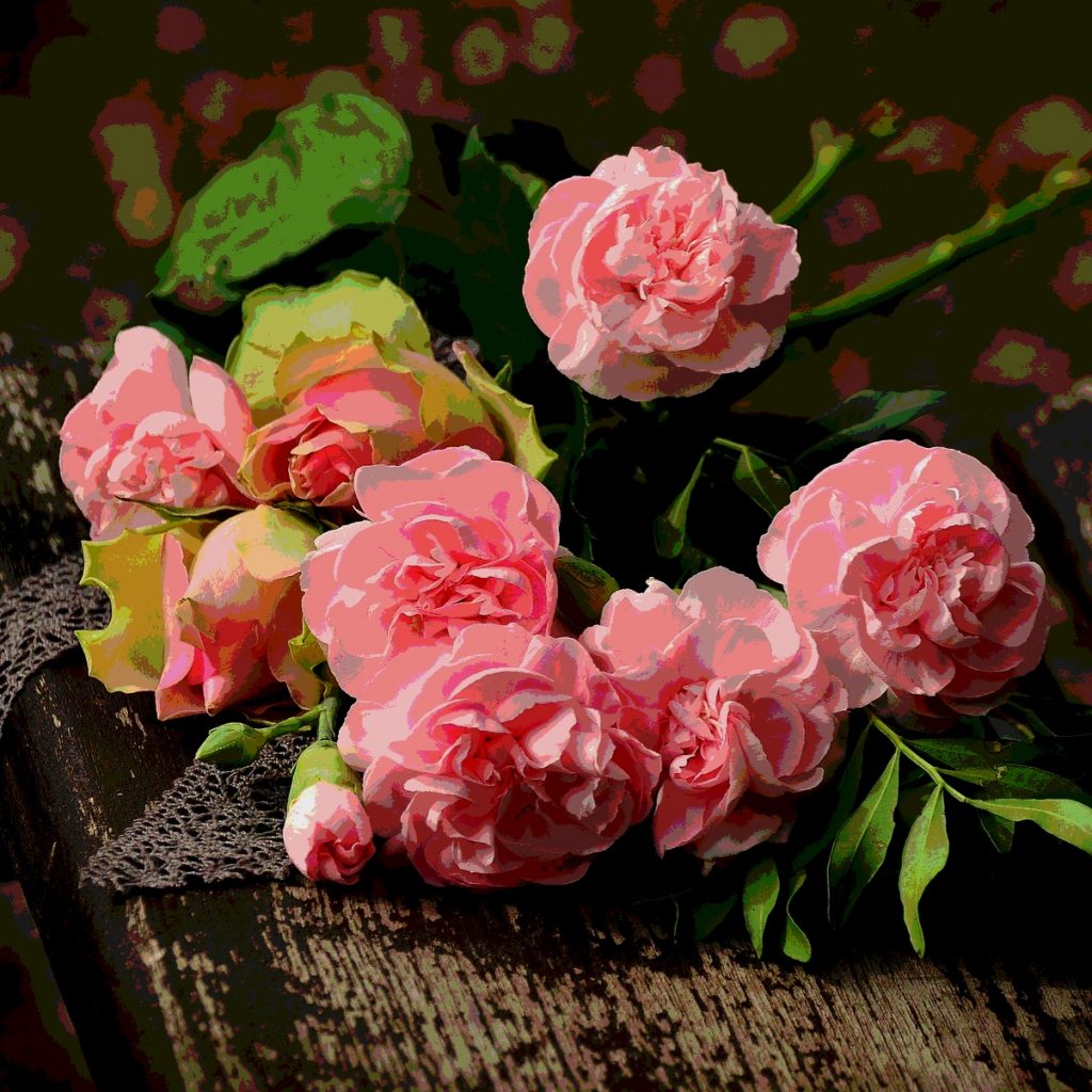 Some Pink Roses On The Wooden Bench Whatsapp Dp Image