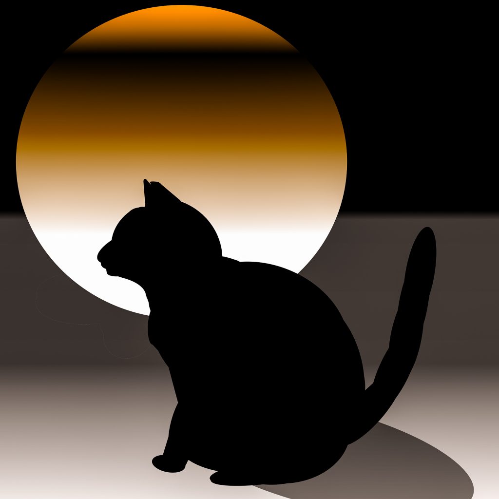 Sunset shadow cat image for DP 12