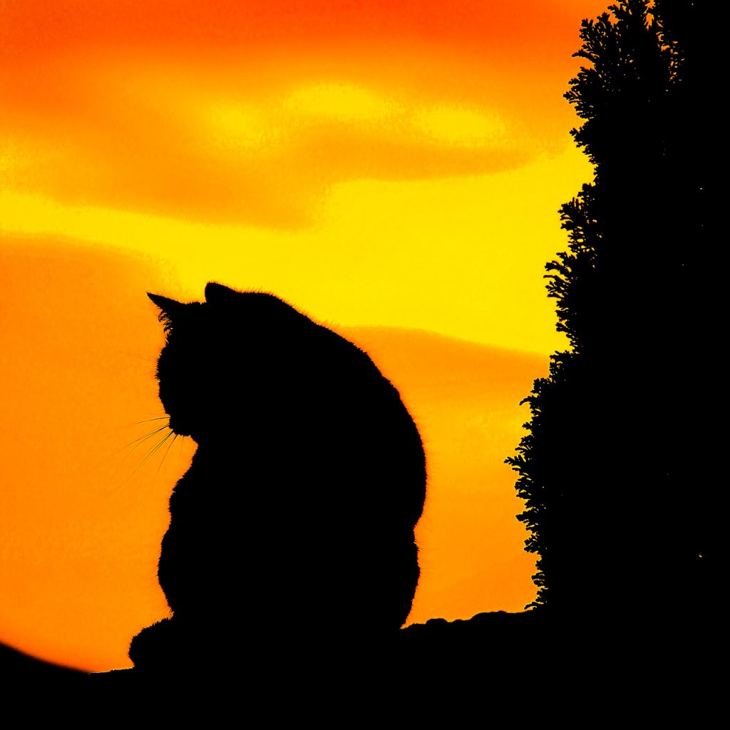 Sunset shadow cat image for DP 19