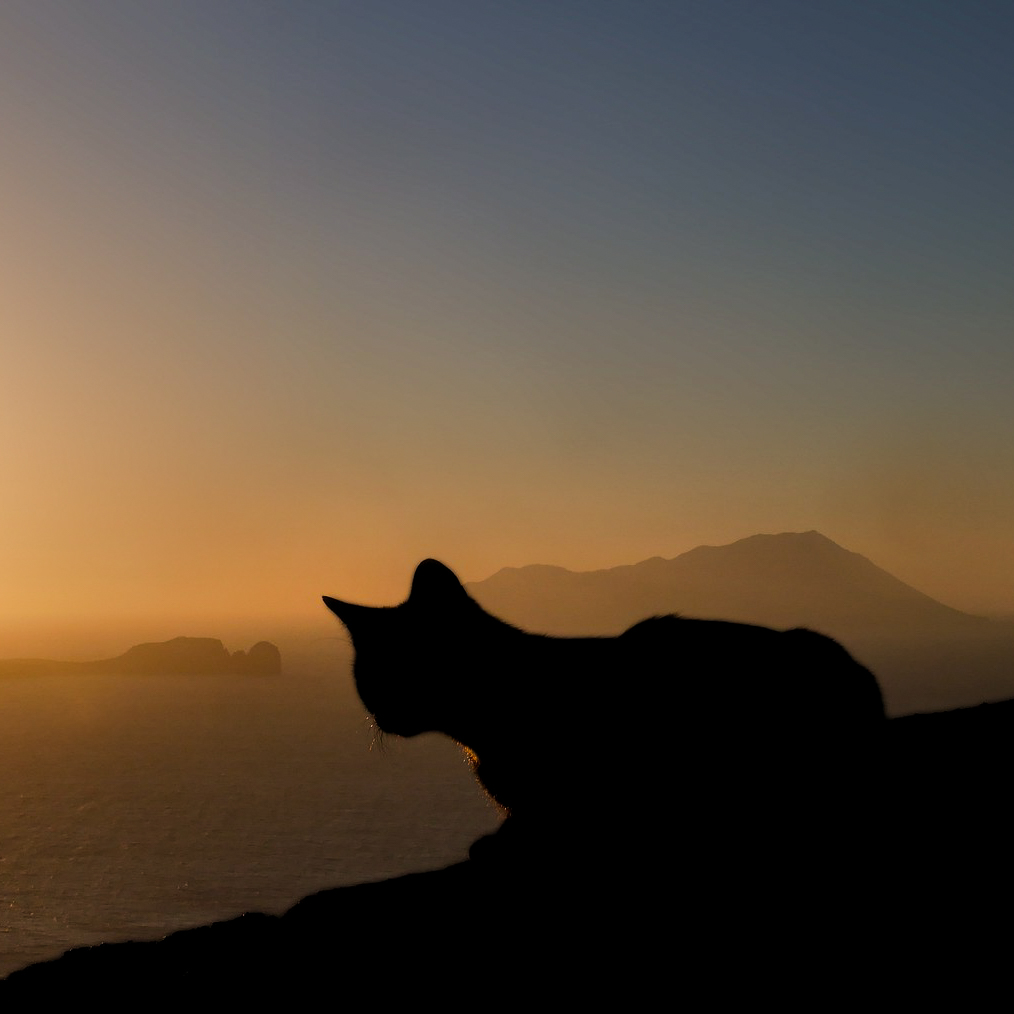 Sunset shadow cat image for DP 22