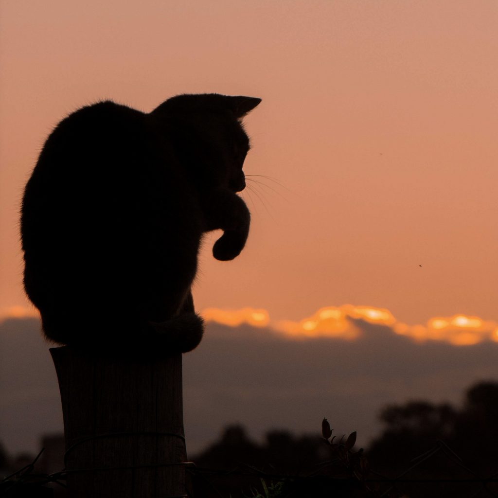 Sunset shadow cat image for DP 24